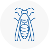 Knaresborough Wasp Nest Removal